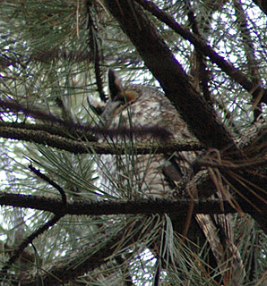 Finally, the Long-eared Owl