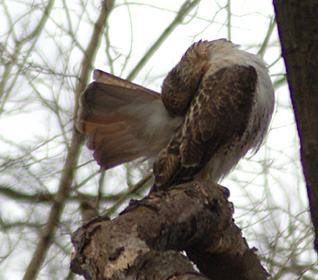 Preening Red-tailed Hawk