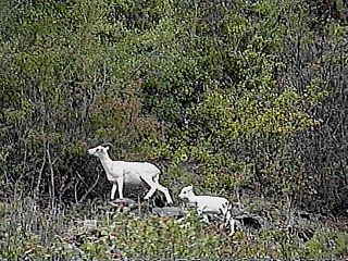 Dall Sheep