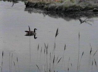 Canada Goose - May 5, 1995