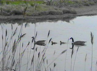 Canada Goose Family - May 5, 1995