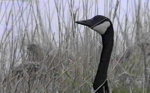 Canada Goose on the Lookout - May 5, 1995