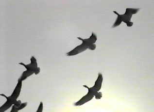 Snow Geese on November 24, 1995