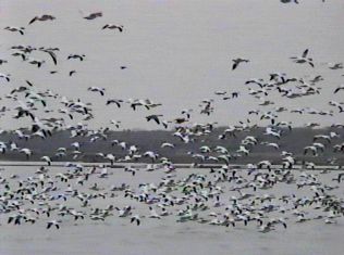 Some of the Thousands of Snow Geese - November 24, 1998