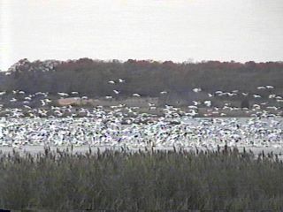 Many More Snow Geese - November 24, 1995