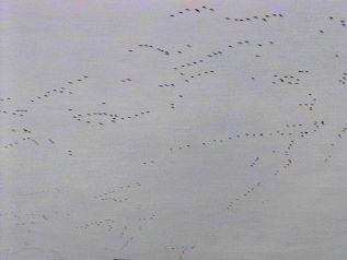 V after V of Snow Geese at Brigantine - November 24, 1995