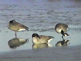 Canada Geese at Brigantine - November 29, 1996