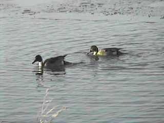 Northern Pintails at Brigantine - November 29, 1996