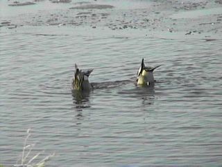 Norhtern Pintails Tipping Up - November 29, 1996