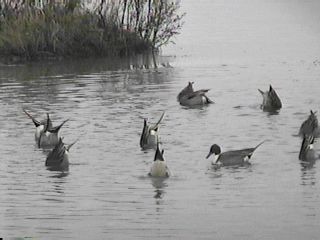 Northern Pintails - January 1, 1997