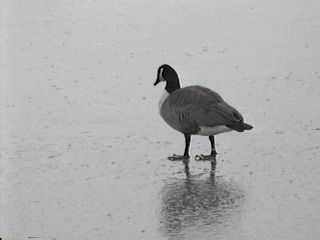 Canada Goose Walking on Ice - January 1, 1997