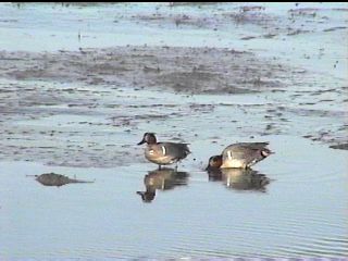 Two Male Green-winged Teal - November 27, 1998