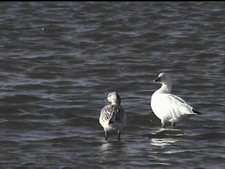 A Pair of Snow Geese - November 27, 1998