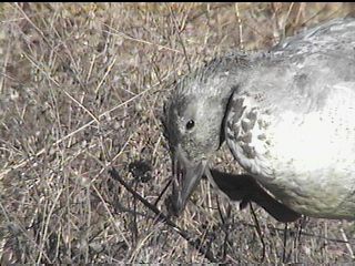 Immature Snow Goose - November 27, 1998