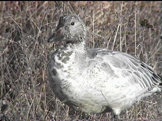 Immature Snow Goose - November 27, 1998