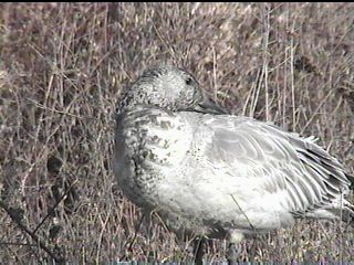 Preening Immature Snow Goose - November 27, 1998