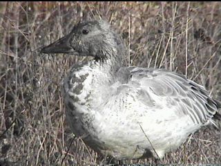 Immature Snow Goose - November 27, 1998