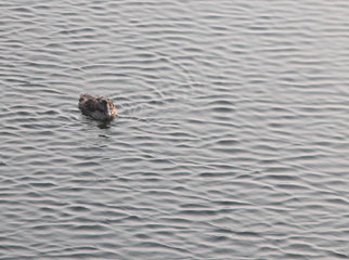 Common Eider in Provincetown