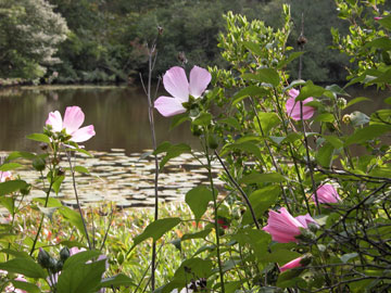 Silver Spring Trail, Wellfleet Bay Wildlife Sanctuary