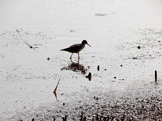 Greater Yellowlegs