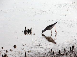 Greater Yellowlegs