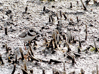 Sem.-palmated Plover