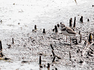 Semipalmated Plover