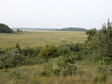 Salt marsh at Wellfleet Bay Wildlife Sanctuary