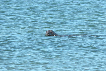 Gray Seal, South Beach, Cape Cod