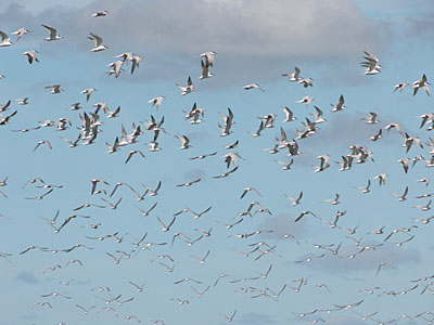 Gulls and Terns at South Beach, Cape Cod