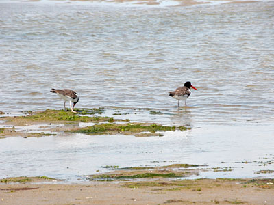 American Oystercatchers at South Beach, Cape Cod