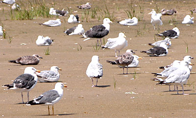 Lesser Black-backed Gull