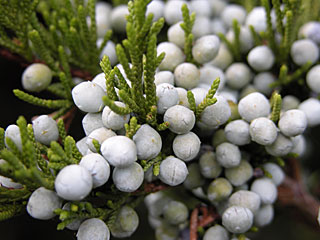 Cedar Berries