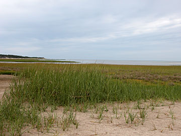 Salt Marsh at Museum of Natural History, Brewster, MA 