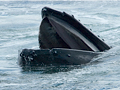 Humpback Whale