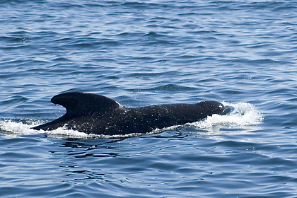 Long-finned Pilot Whale, Cape Cod, Massachusetts