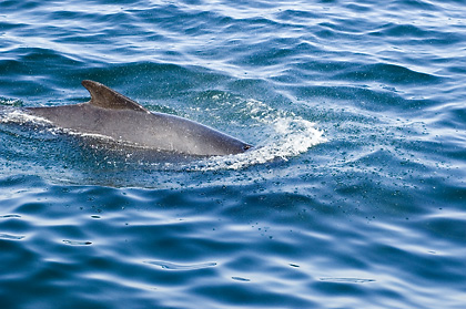 Long-finned Pilot Whale, Cape Cod, Massachusetts