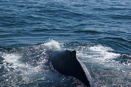 Humback Whale, Cape Cod, Massachusetts