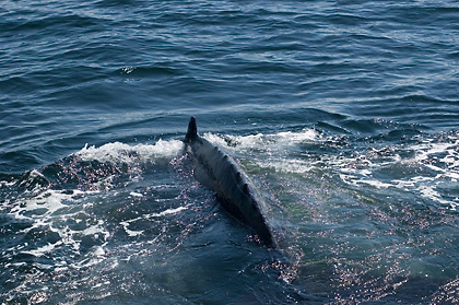 Humback Whale, Cape Cod, Massachusetts