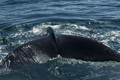 Humback Whale, Cape Cod, Massachusetts