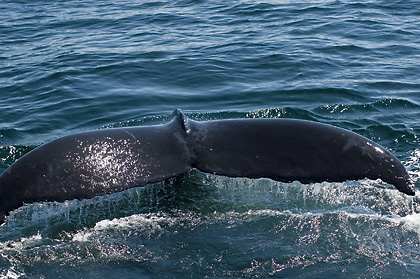 Humback Whale, Cape Cod, Massachusetts