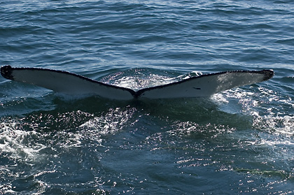 Humback Whale, Cape Cod, Massachusetts