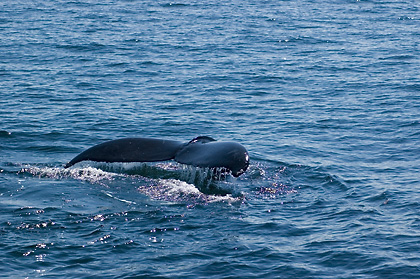 humback Whale, Cape Cod, Massachusetts