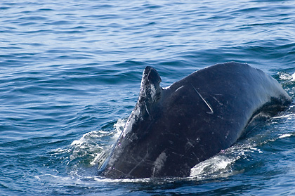 humback Whale, Cape Cod, Massachusetts