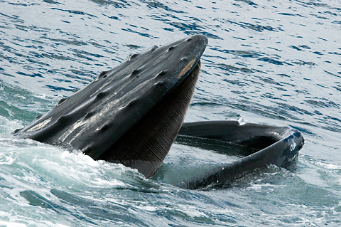 Humback Whale, Cape Cod, Massachusetts