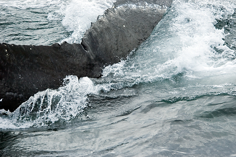 Humback Whale, Cape Cod, Massachusetts