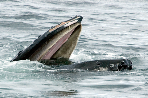 Humback Whale, Cape Cod, Massachusetts