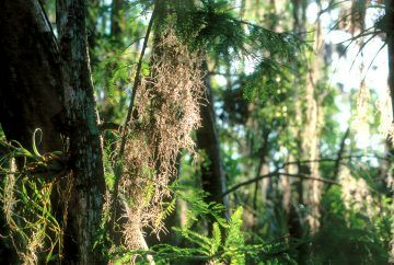 Cypress Trail Loxahatchee NWR