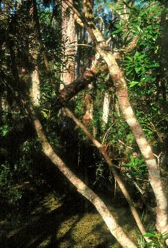 Along the Cypress Trail at Loxahatchee