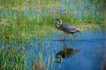 Great Blue Heron on the Marsh Trail